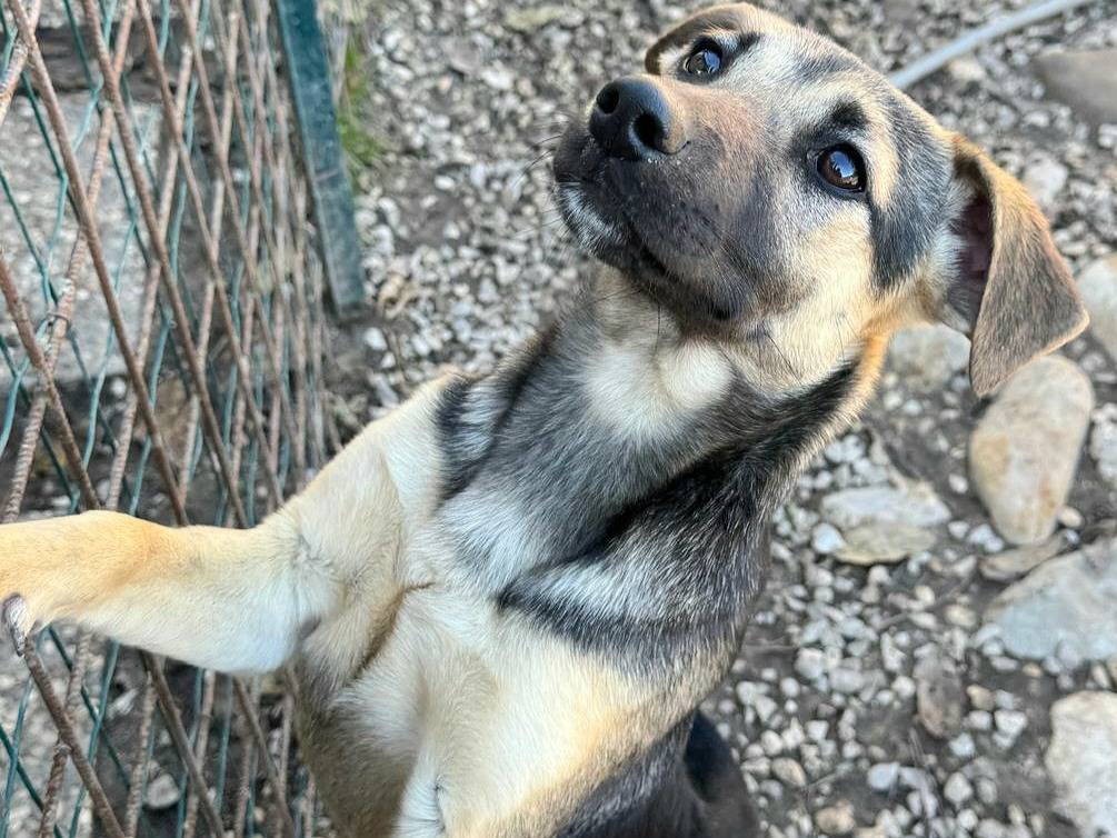Adotta un cane, taglia media contenuta, femmina, Teramo