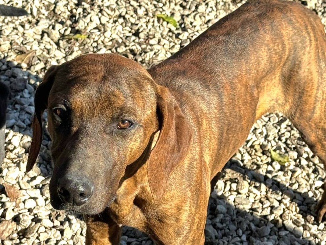 Adotta il cane Sansone  a Teramo