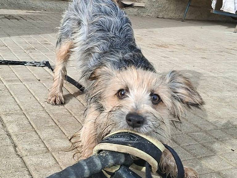 Adozione cane, maschio, Razza sconosciuta Razza sconosciuta, 8 mesi, taglia piccola, Palermo