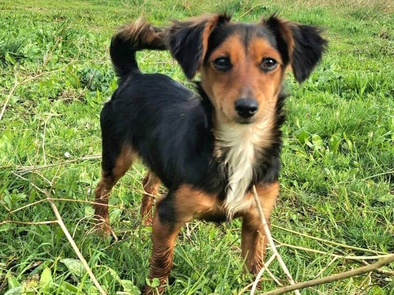 Adotta un cane, maschio, 8 mesi, Palermo