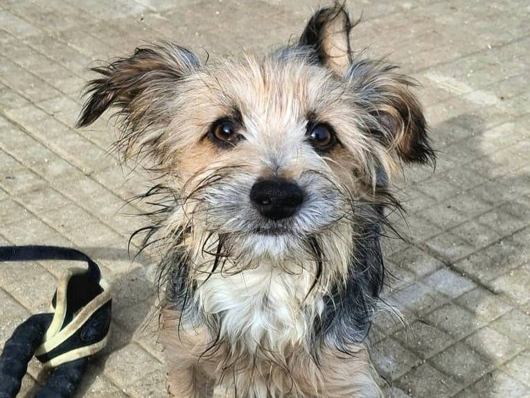Adotta un cane, taglia piccola, maschio, Palermo