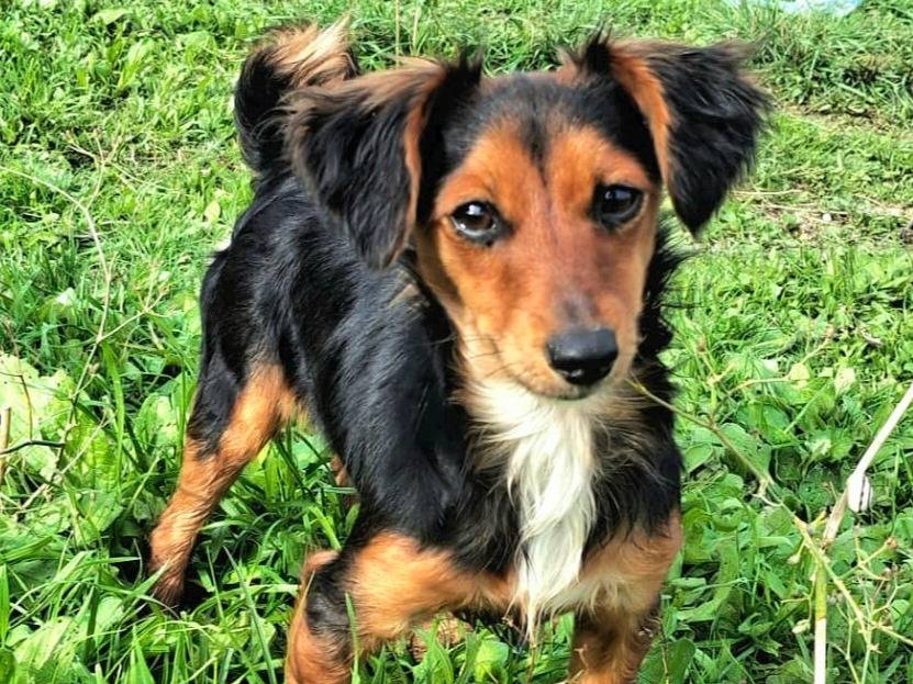 Vuoi adottare un cane a Palermo?