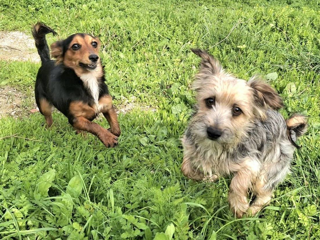 Adotta il cane Weeny e Witchy a Palermo