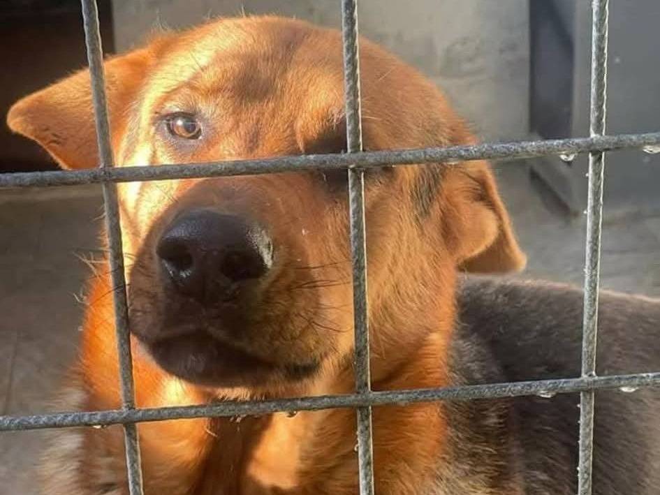 Vuoi adottare un cane a Lecce?