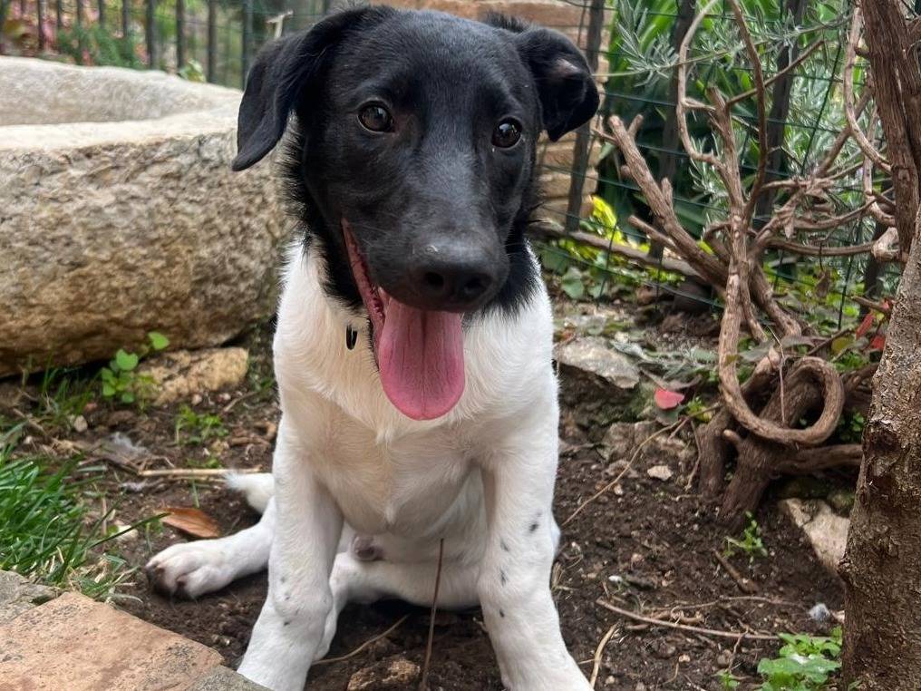 Adotta un cane, maschio, 5 mesi, Frosinone