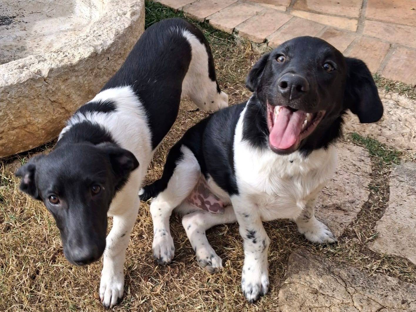 Adotta un cane, taglia media, maschio, Frosinone