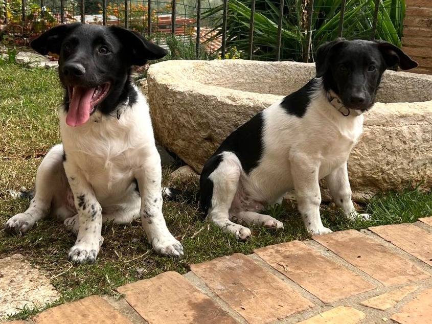 Vuoi adottare un cane a Frosinone?