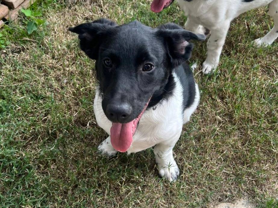 Adotta il cane KYO a Frosinone