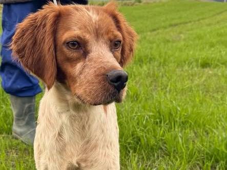 Adozione cane, femmina, Breton Razza sconosciuta, 3 anni e 3 mesi, taglia media contenuta, Matera