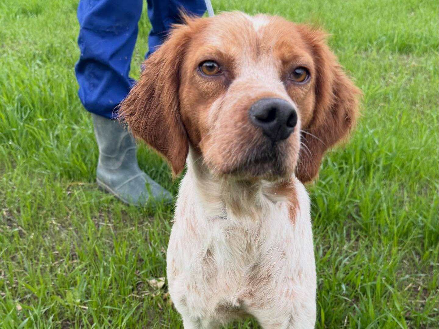 Adotta un cane, femmina, 3 anni e 3 mesi, Matera