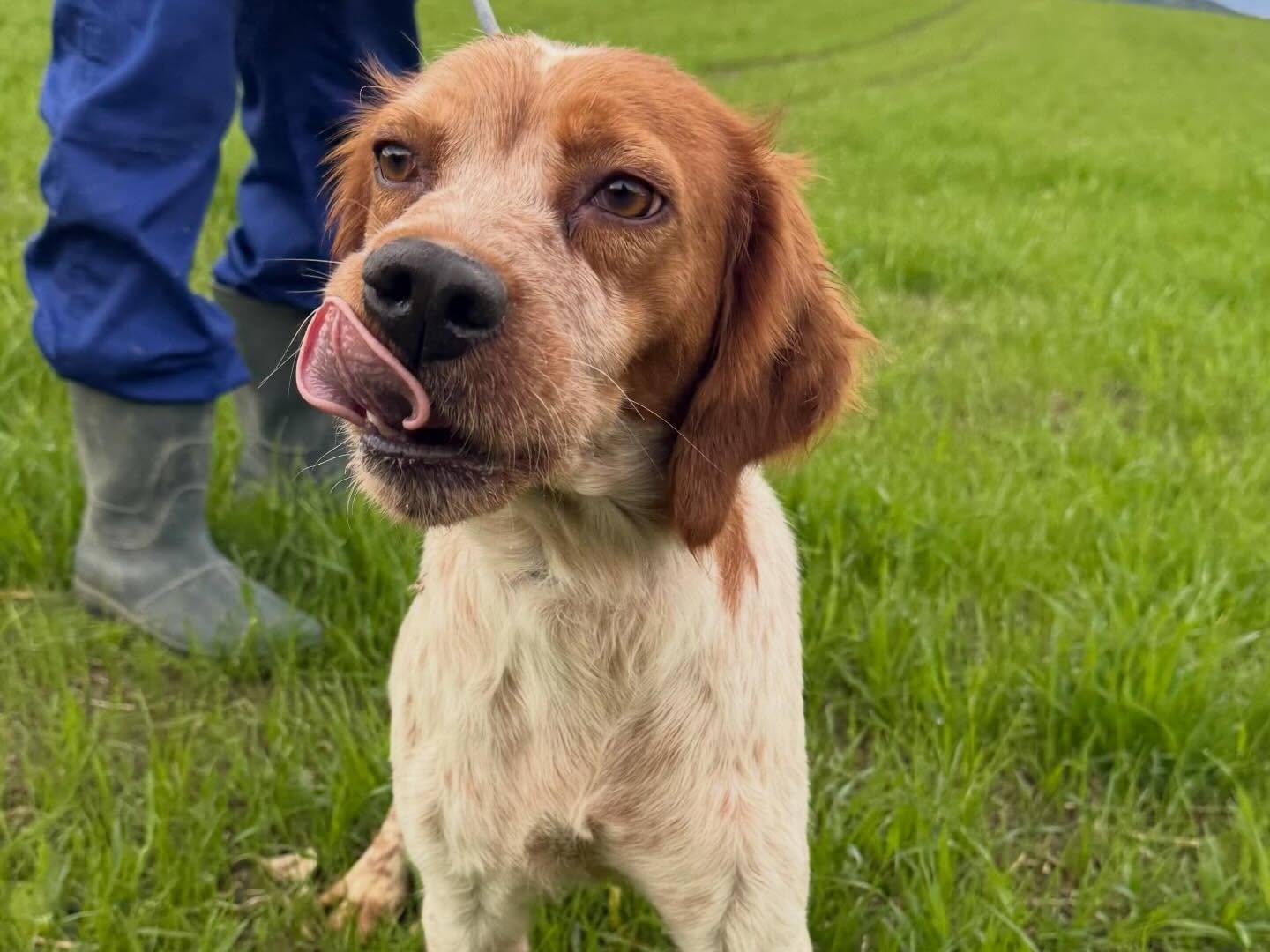 Adotta un cane, taglia media contenuta, femmina, Matera