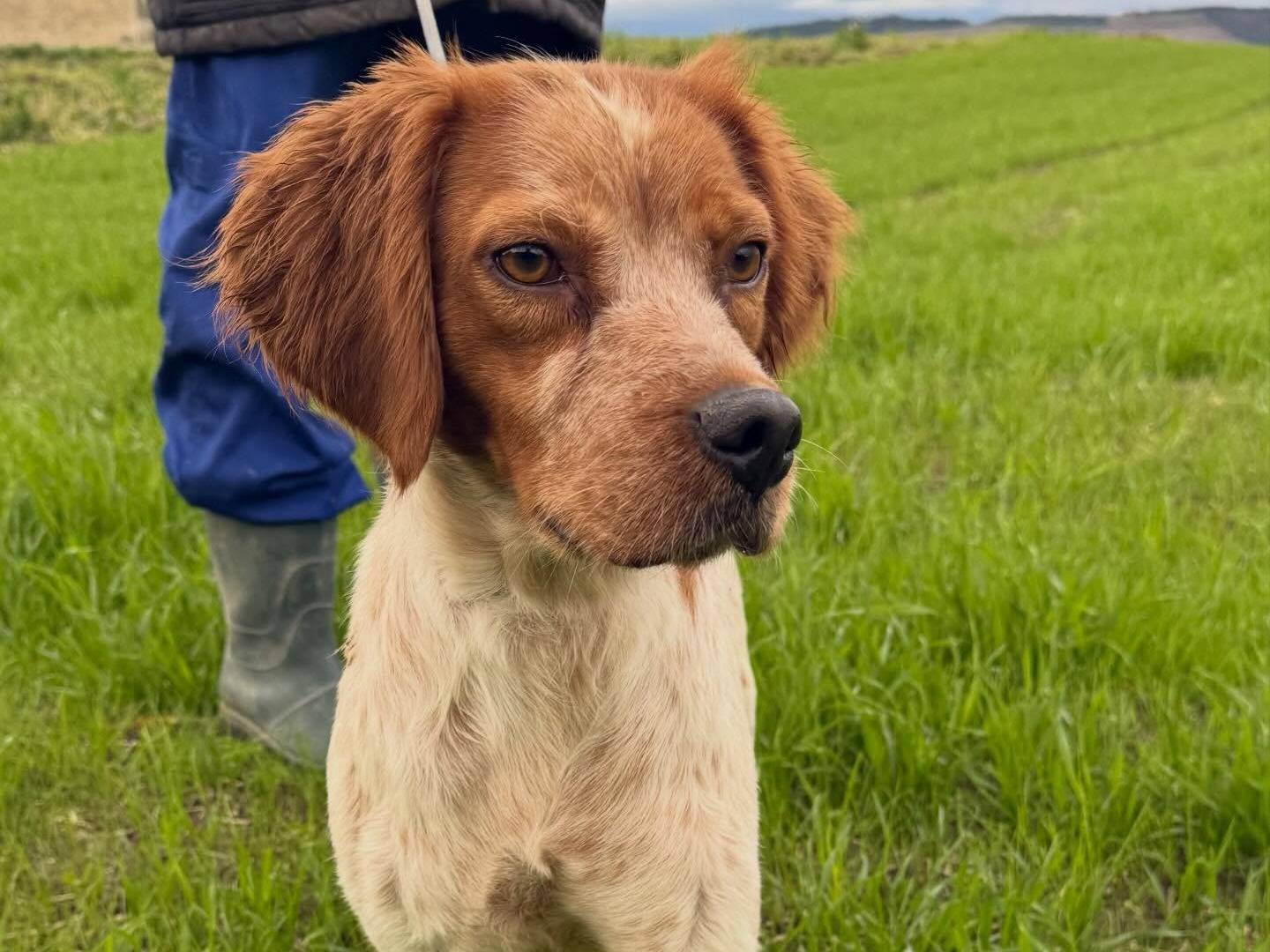 Vuoi adottare un cane a Matera?