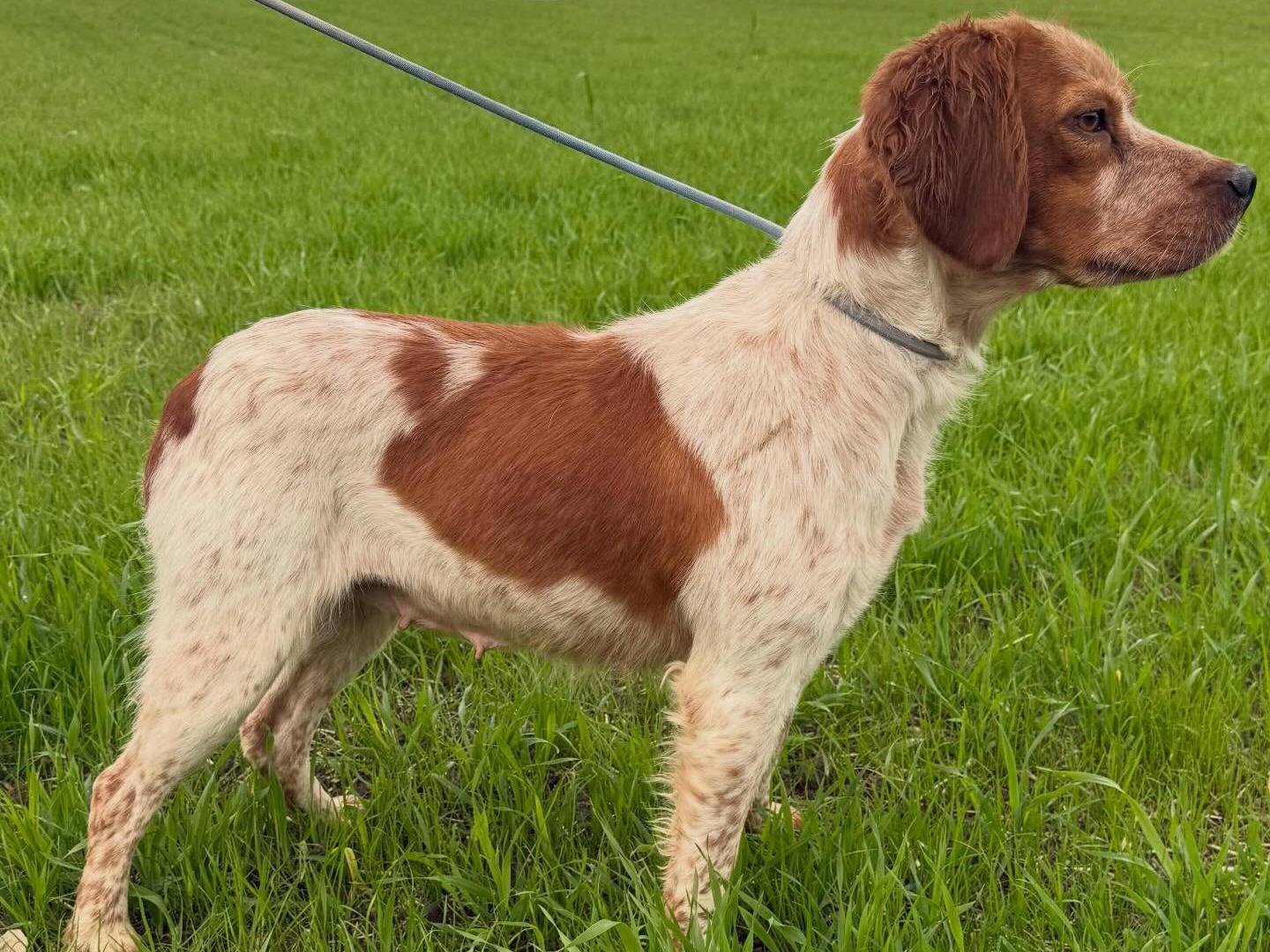 Adotta il cane Yvonne a Matera