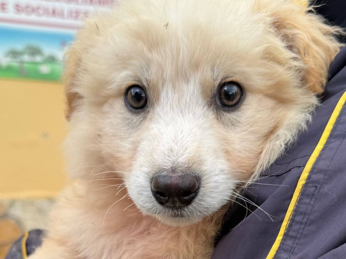 Adozione cane, maschio, Pastore maremmano Razza sconosciuta, 4 mesi, taglia grande, Matera