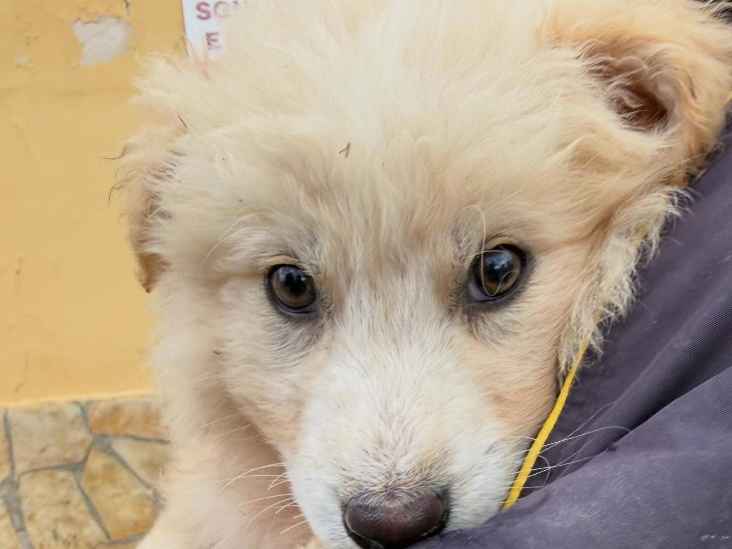 Adotta un cane, maschio, 4 mesi, Matera