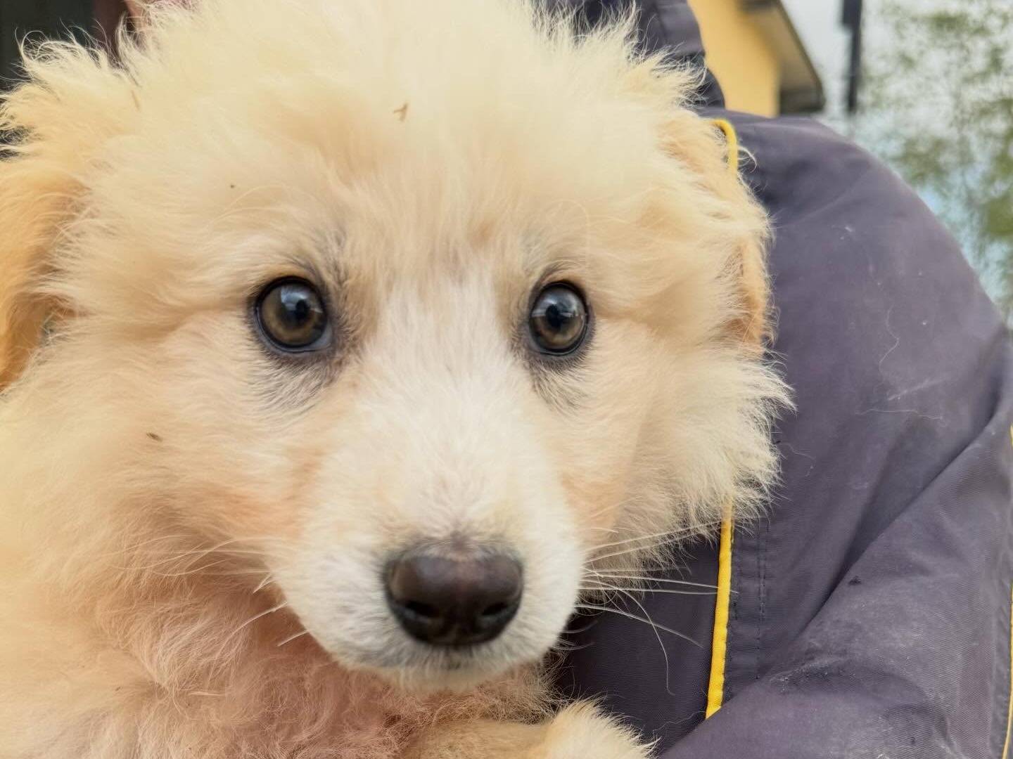 Adotta un cane, taglia grande, maschio, Matera