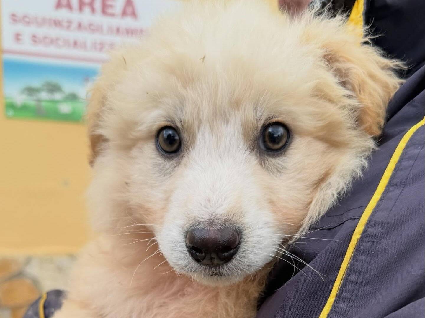 Vuoi adottare un cane a Matera?