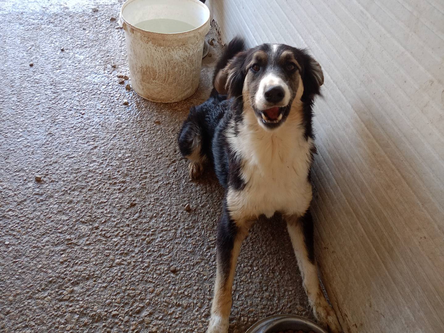 Adozione cane, femmina, Border Collie Razza sconosciuta, 1 anno e 9 mesi, taglia media, Ragusa