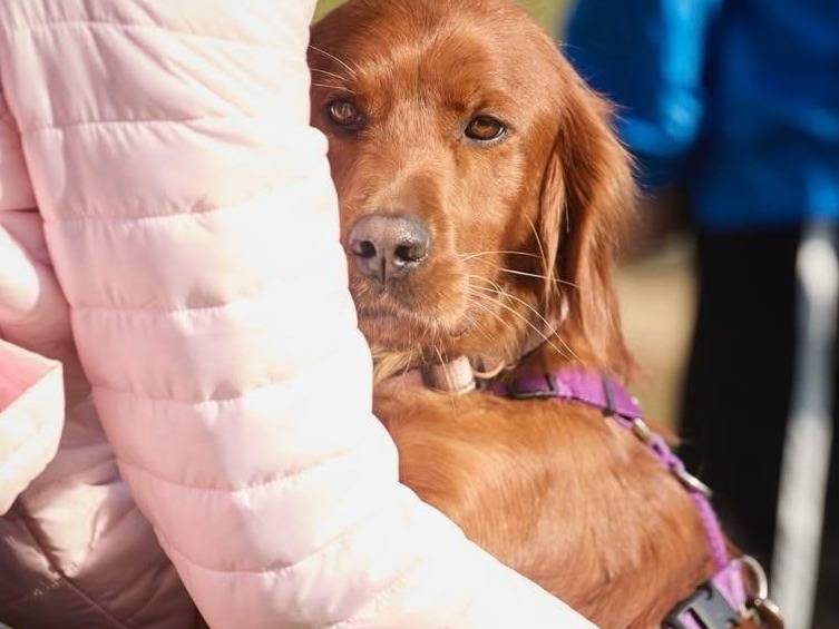 Adozione cane, femmina, Setter Inglese Razza sconosciuta, 3 anni e 4 mesi, taglia media contenuta, Milano