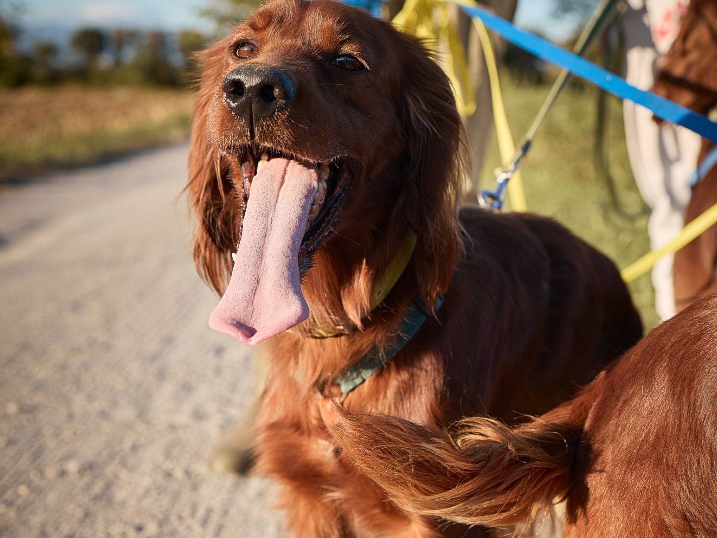 Adotta un cane, femmina, 3 anni e 4 mesi, Milano