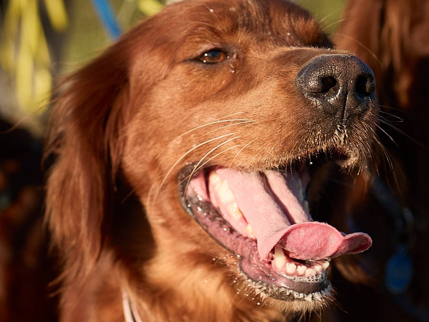 Adotta un cane, taglia media contenuta, femmina, Milano