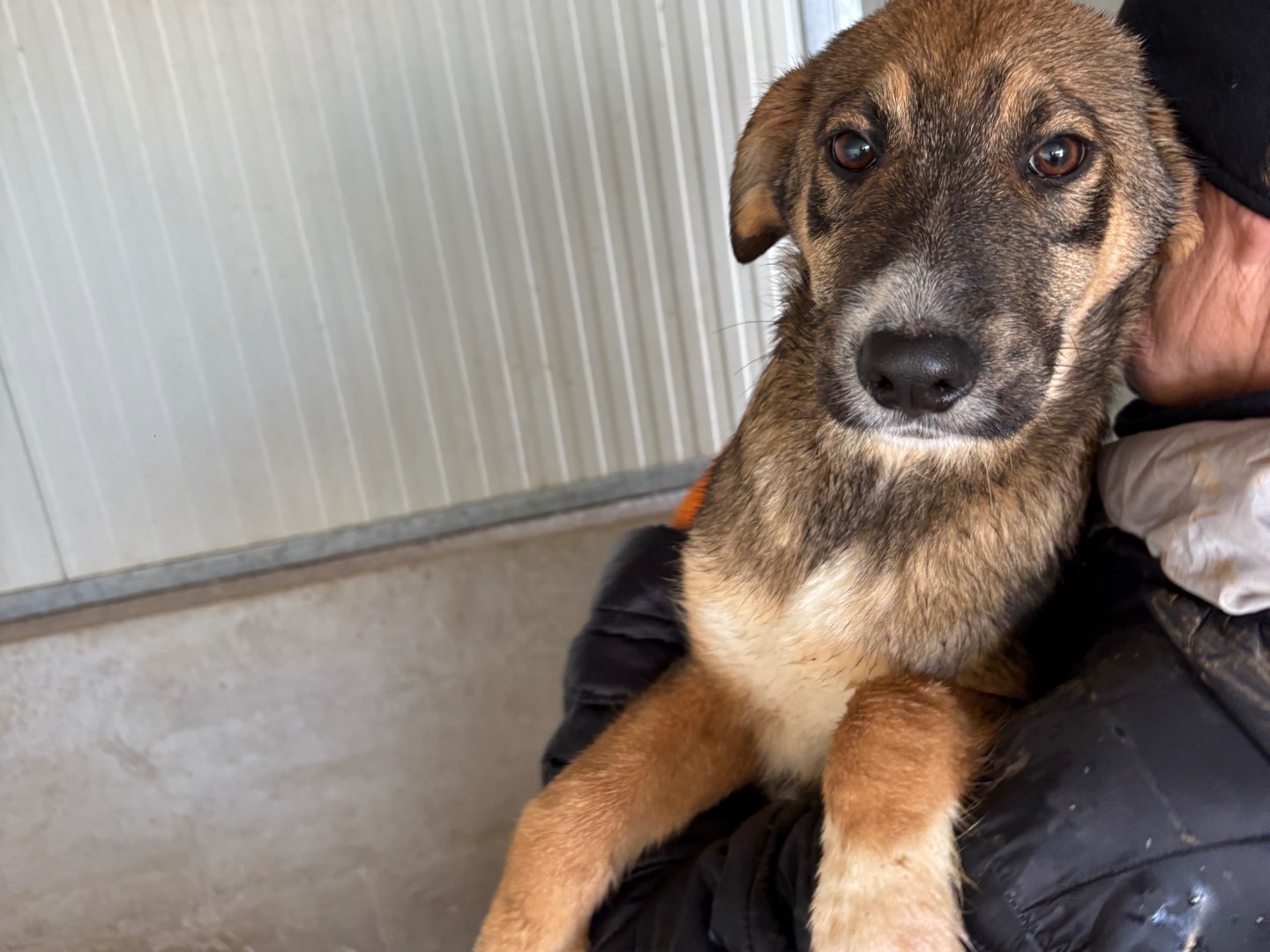 Adozione cane, maschio, Razza sconosciuta Razza sconosciuta, 4 mesi, taglia media, Frosinone