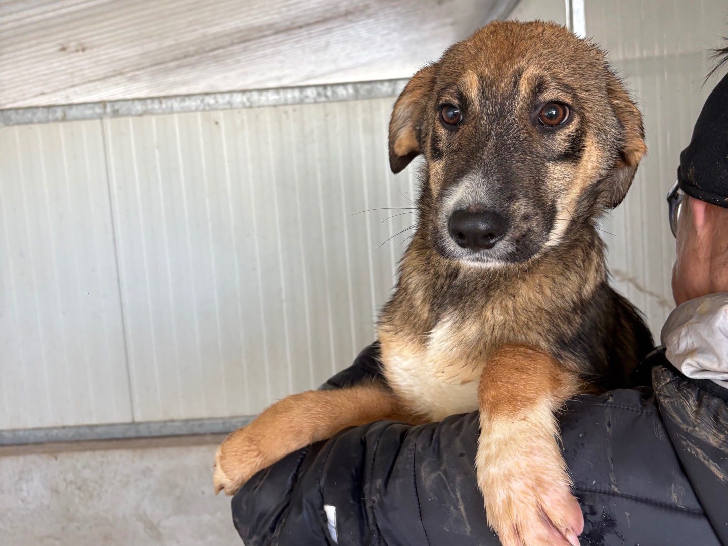Adotta un cane, maschio, 4 mesi, Frosinone