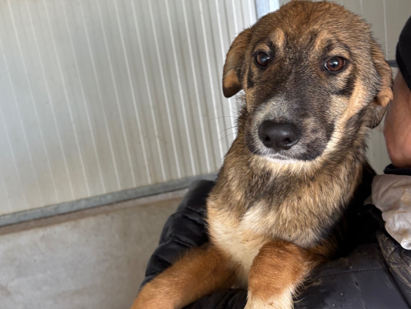 Adotta un cane, taglia media, maschio, Frosinone