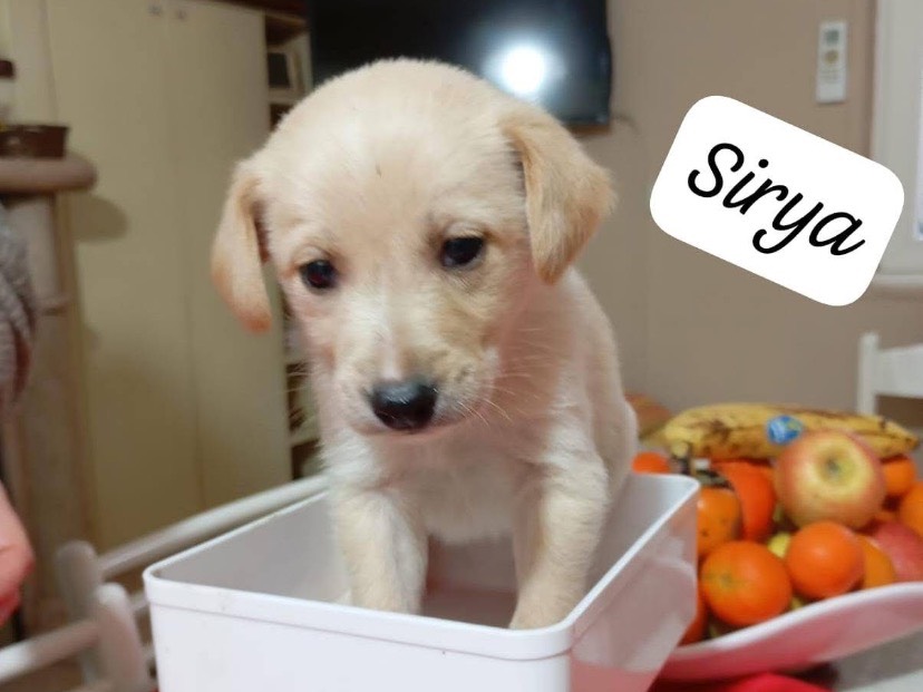 Adozione cane, femmina, Razza sconosciuta Razza sconosciuta, 2 mesi, taglia media contenuta, Avellino