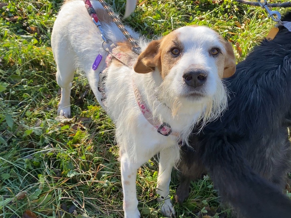 Adozione cane, maschio, Spinone Razza sconosciuta, 3 anni e 7 mesi, taglia media, Varese
