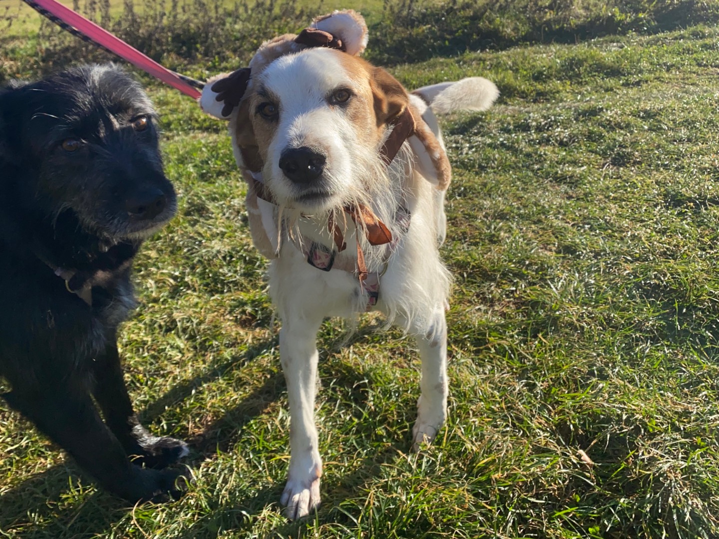 Adotta un cane, taglia media, maschio, Varese