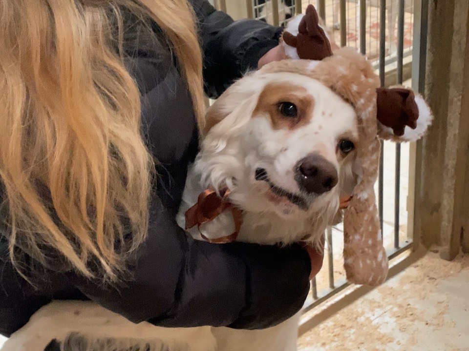 Adozione cane, maschio, Setter Inglese Razza sconosciuta, 3 anni e 5 mesi, taglia media, Varese