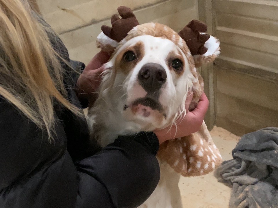 Adotta un cane, maschio, 3 anni e 5 mesi, Varese