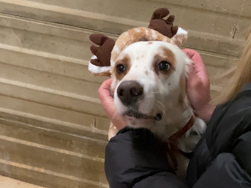 Adotta un cane, taglia media, maschio, Varese