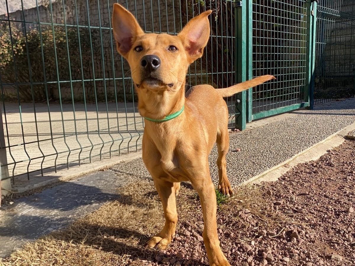 Adozione cane, femmina, Razza sconosciuta Razza sconosciuta, 8 mesi, taglia piccola, Varese