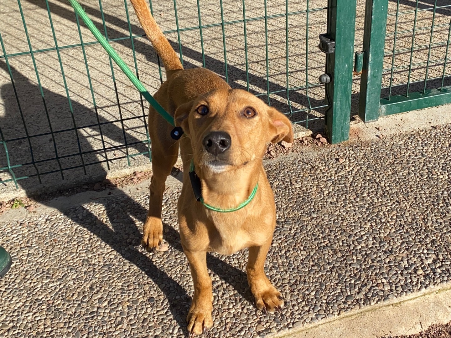 Adotta un cane, femmina, 8 mesi, Varese