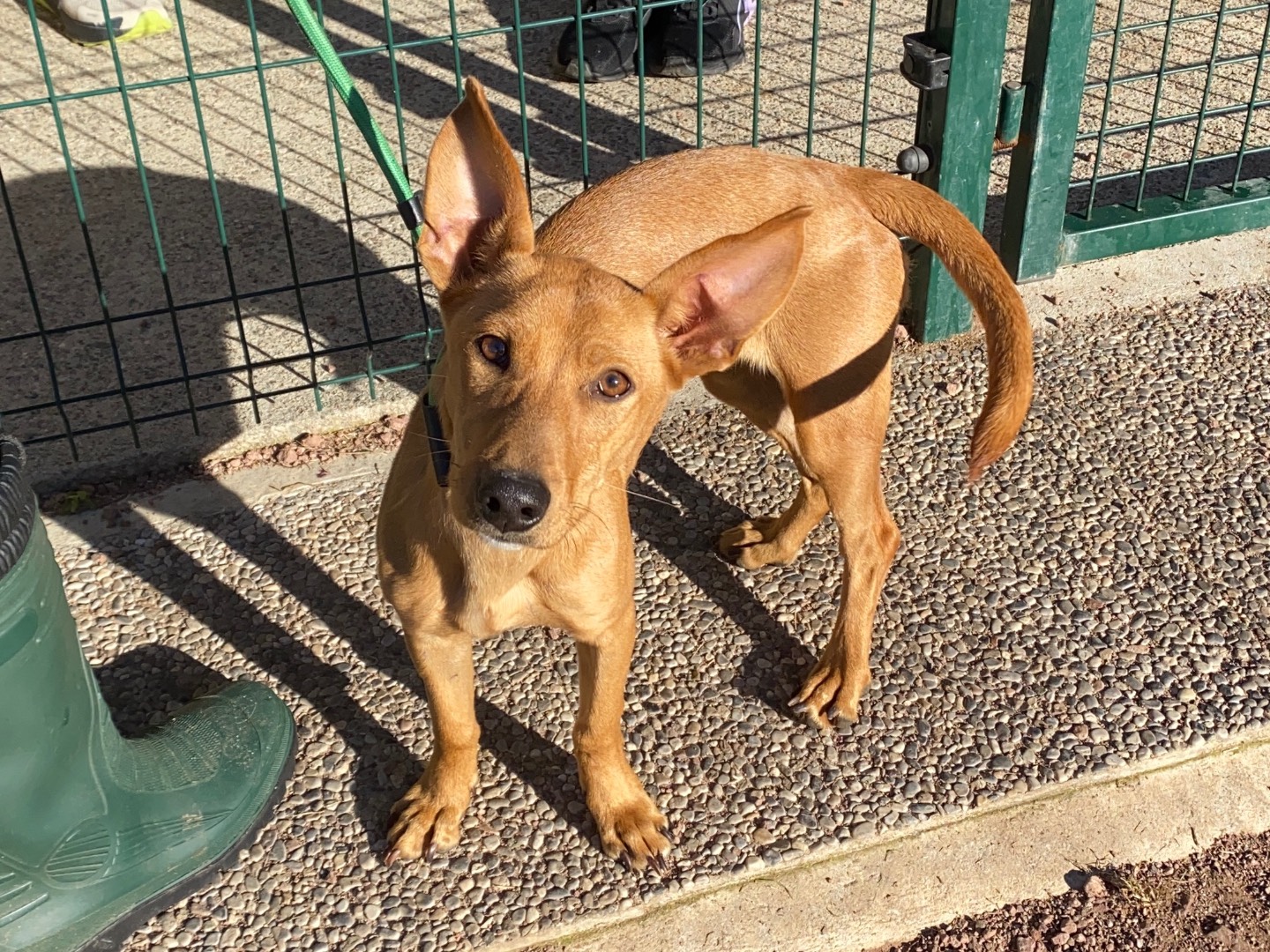 Adotta un cane, taglia piccola, femmina, Varese