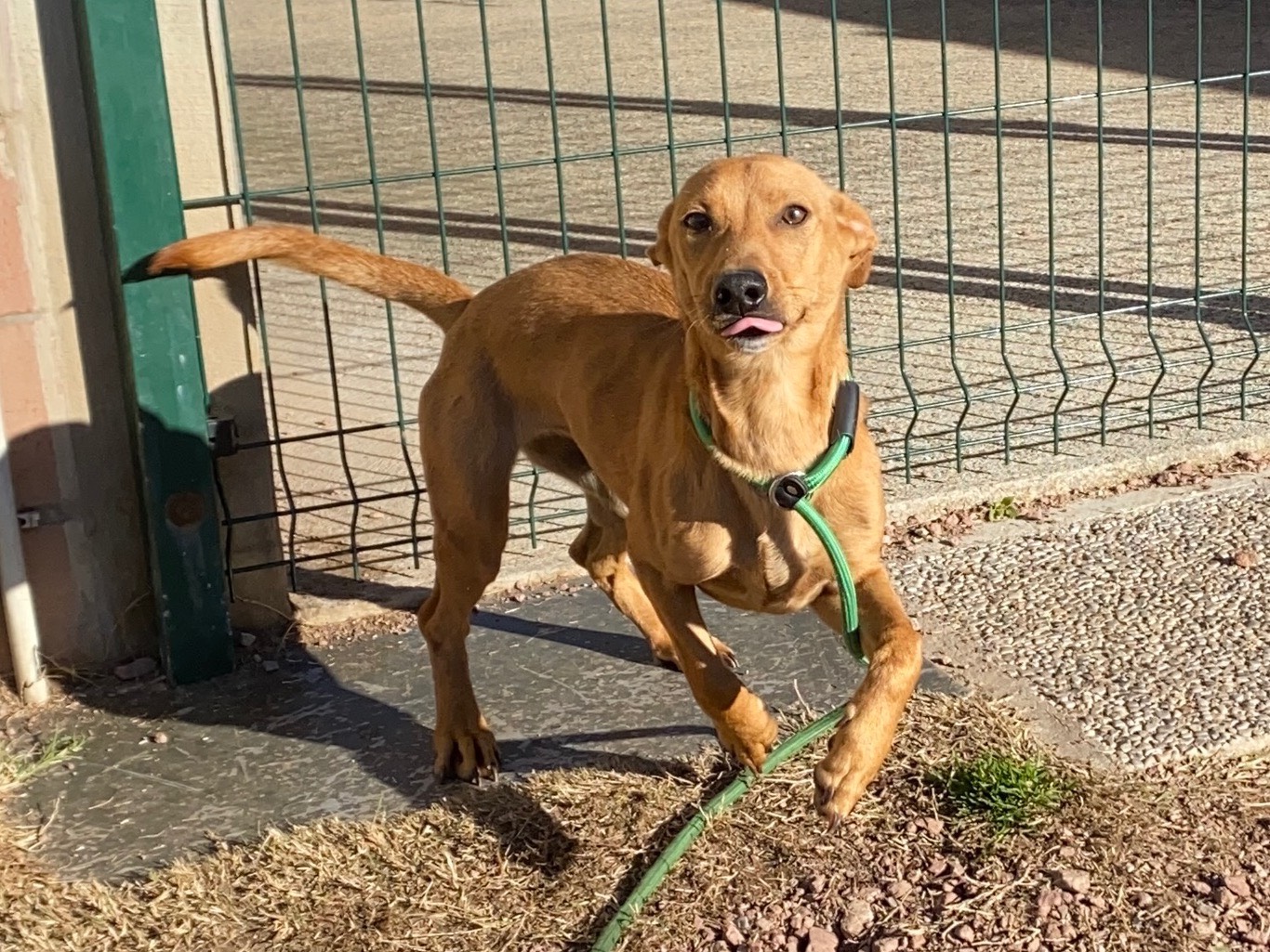 Vuoi adottare un cane a Varese?