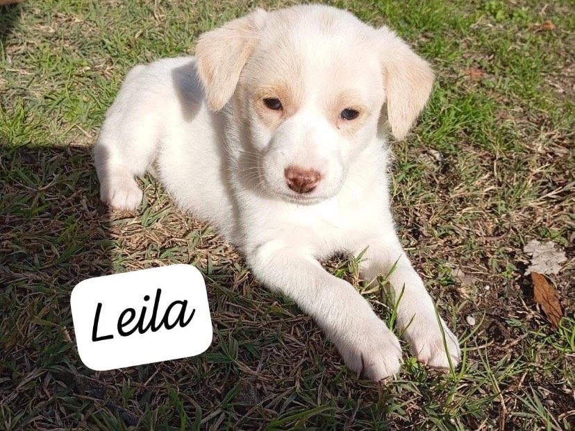 Adozione cane, femmina, Razza sconosciuta Razza sconosciuta, 2 mesi, taglia media contenuta, Avellino