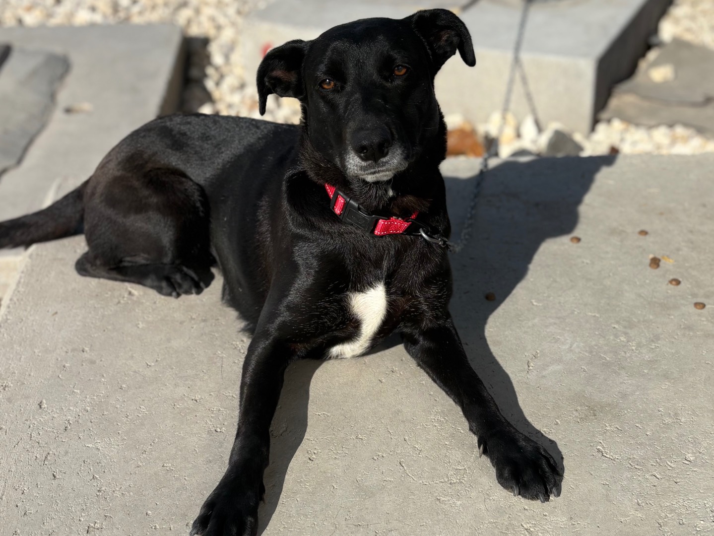 Adozione cane, femmina, Labrador Retriever Razza sconosciuta, 1 anno e 2 mesi, taglia media, Siracusa