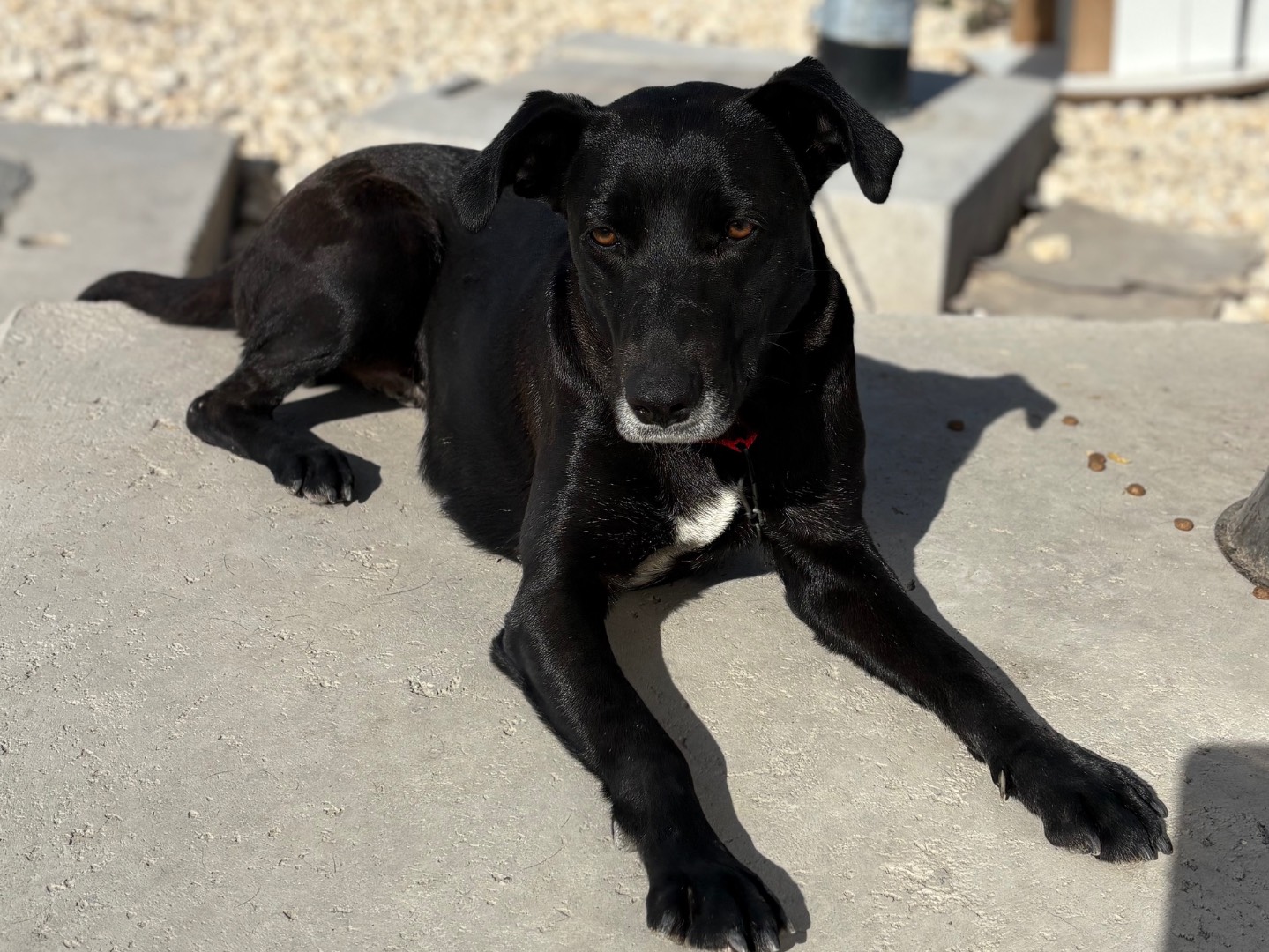 Adotta un cane, femmina, 1 anno e 2 mesi, Siracusa