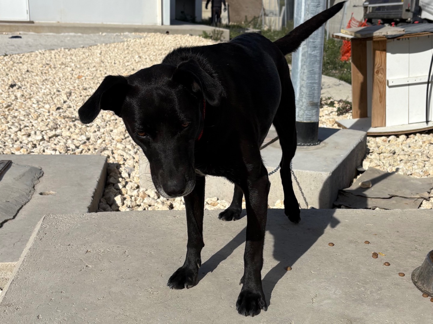 Adotta un cane, taglia media, femmina, Siracusa