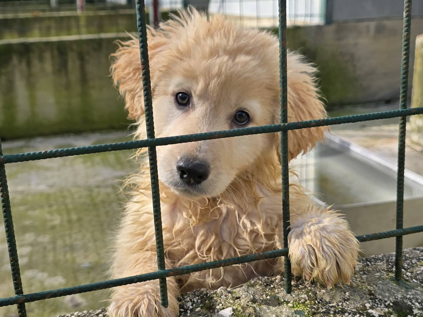 Adozione cane, femmina, Razza sconosciuta Razza sconosciuta, 4 mesi, taglia media, Avellino