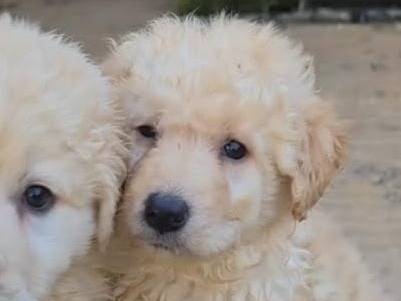 Adozione cane, femmina, Razza sconosciuta Razza sconosciuta, 4 mesi, taglia media, Avellino