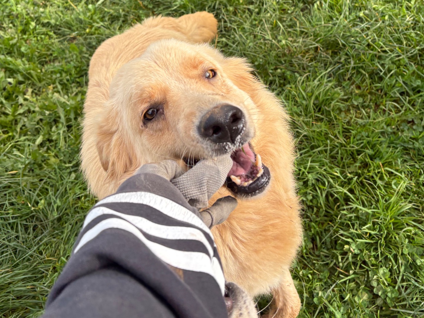 Adotta un cane, taglia media, maschio, Frosinone
