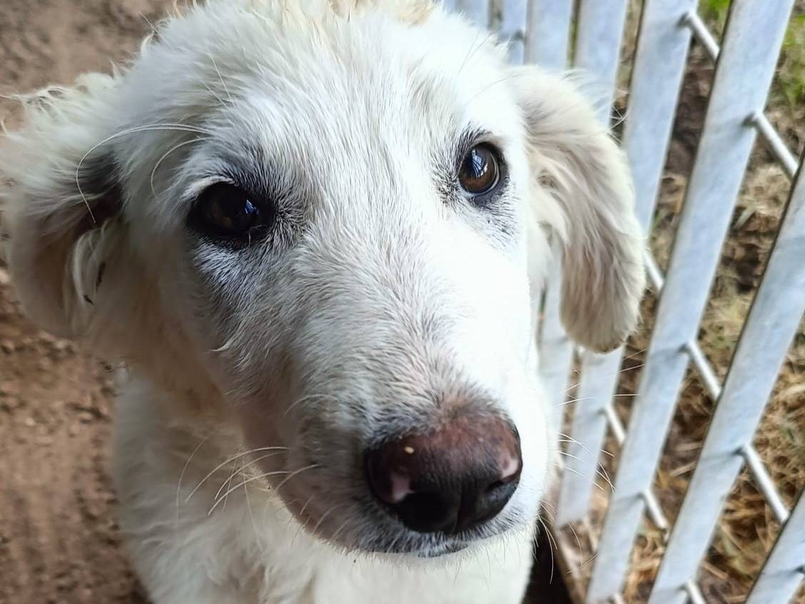 Adozione cane, femmina, Pastore maremmano Razza sconosciuta, 5 mesi, taglia grande, Avellino