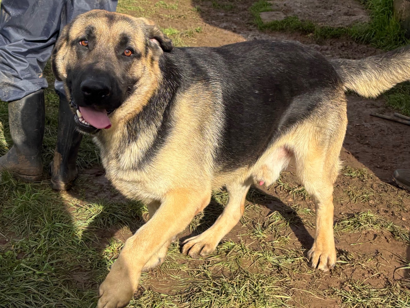 Adozione cane, maschio, Pastore tedesco Razza sconosciuta, 11 mesi, taglia grande, Frosinone