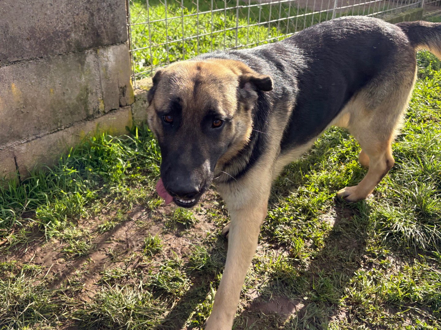 Adotta un cane, maschio, 11 mesi, Frosinone