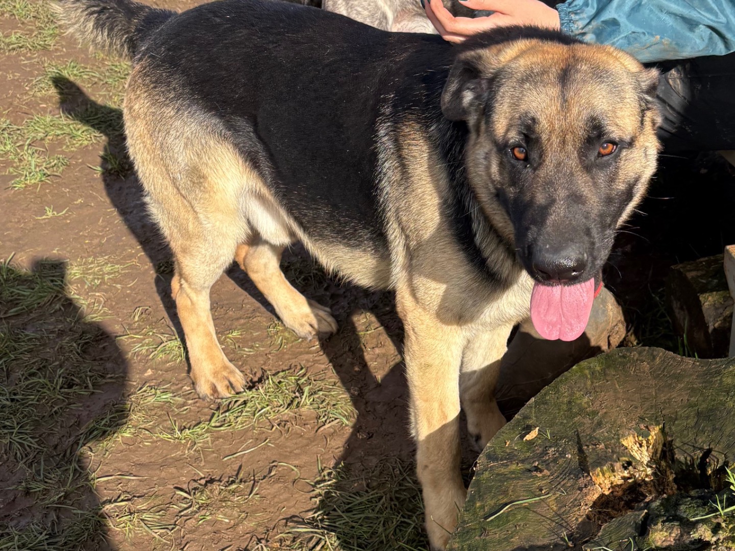 Vuoi adottare un cane a Frosinone?