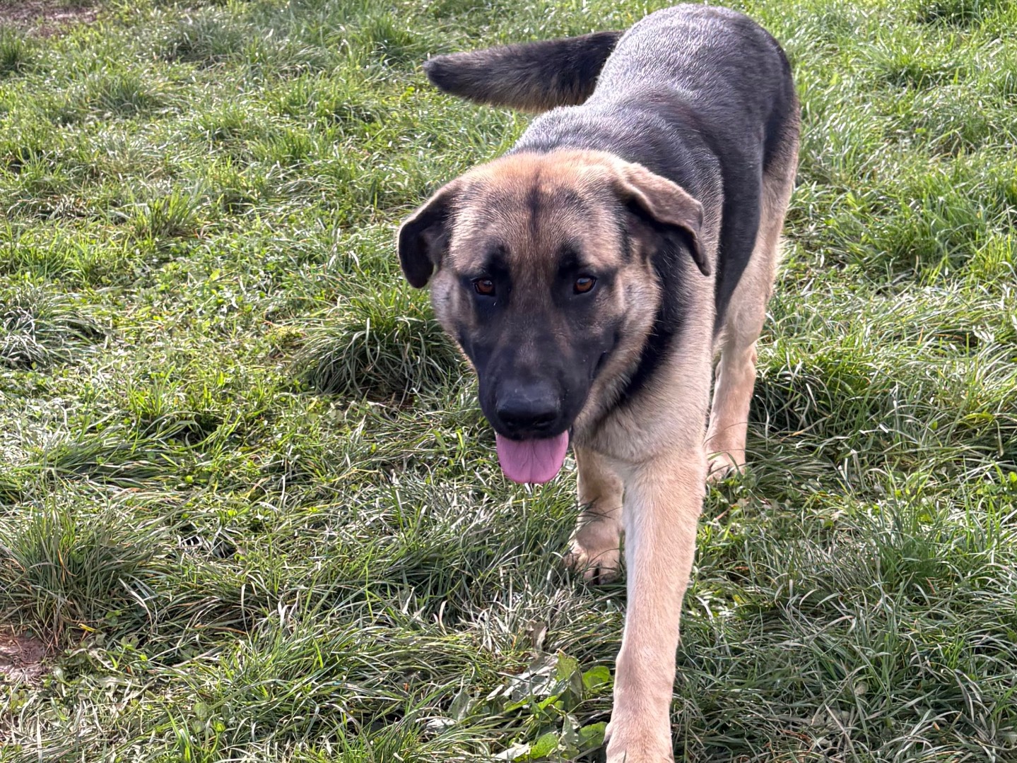 Adotta il cane Golia a Frosinone